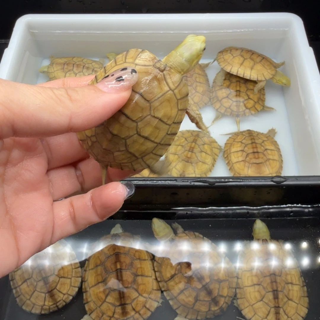 安***瓜绿毛龟母乌龟乌龟乌龟
