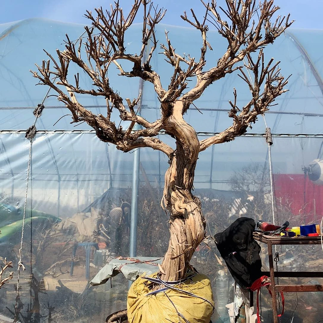 金银花55555558855