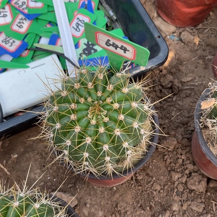 花****）644。毛花柱威尔刚。。。