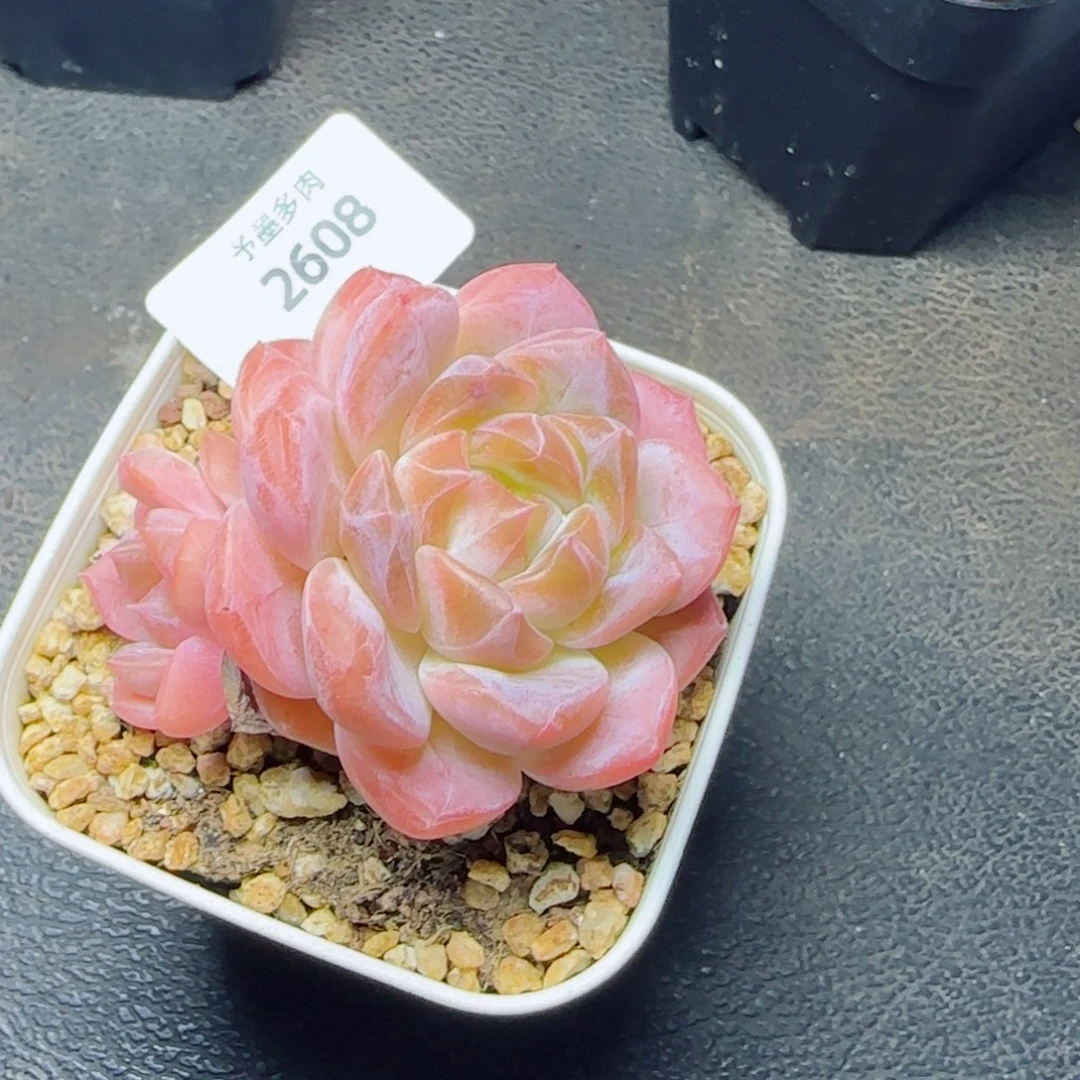 粉魄，2608多肉植物