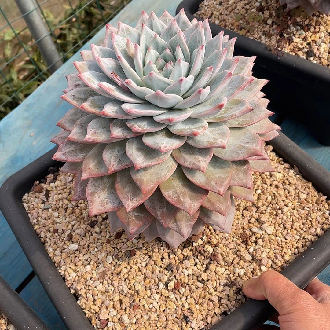 多肉植物脱土包邮