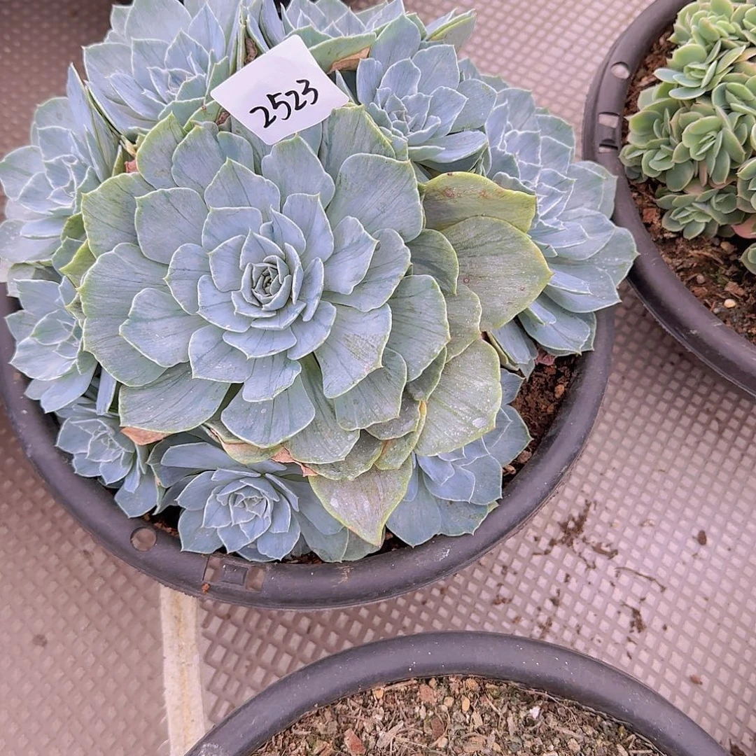 蛋***卷2523杂交多肉植物