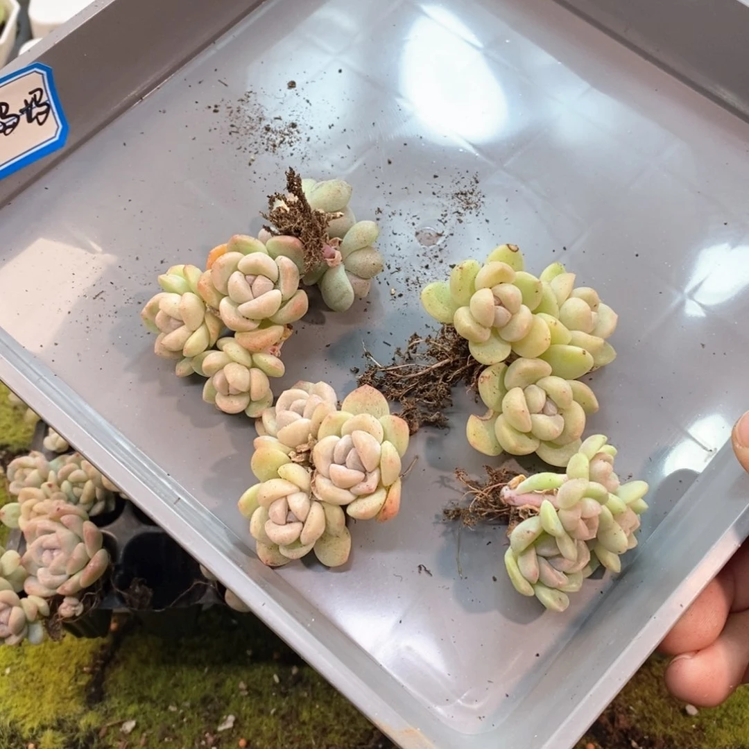 开****开心五颗冰玉自选专拍