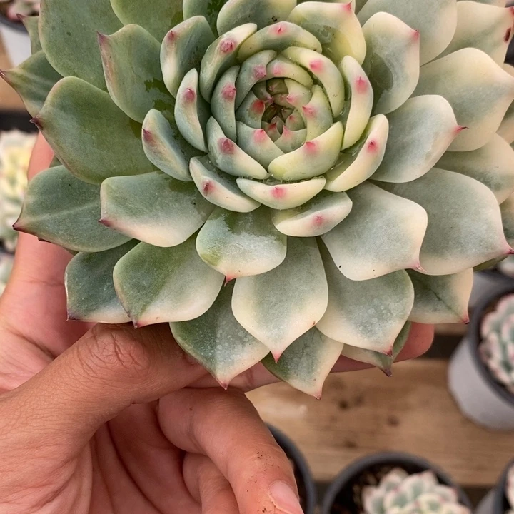 吉娃娃锦多肉植物A3218