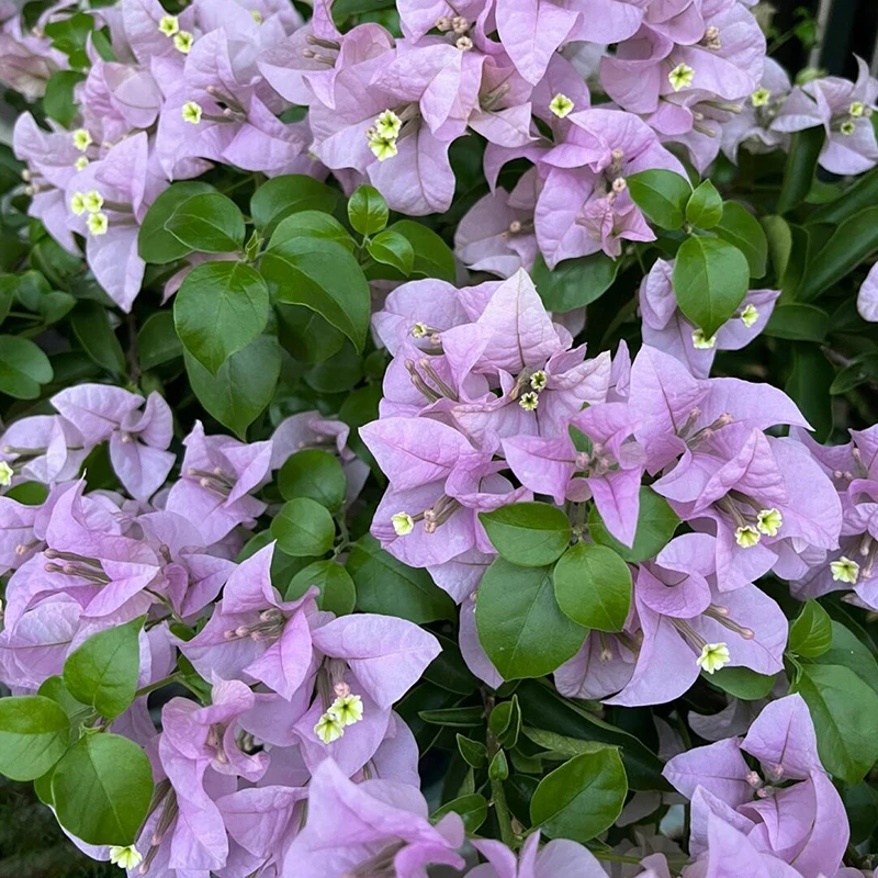 巴西紫【一物一拍】三角梅阳台庭院摆放花卉新手桌面植物