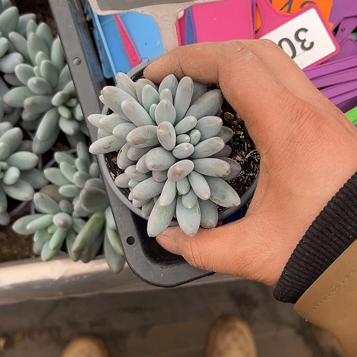 多肉植物小叶胖橙龙686