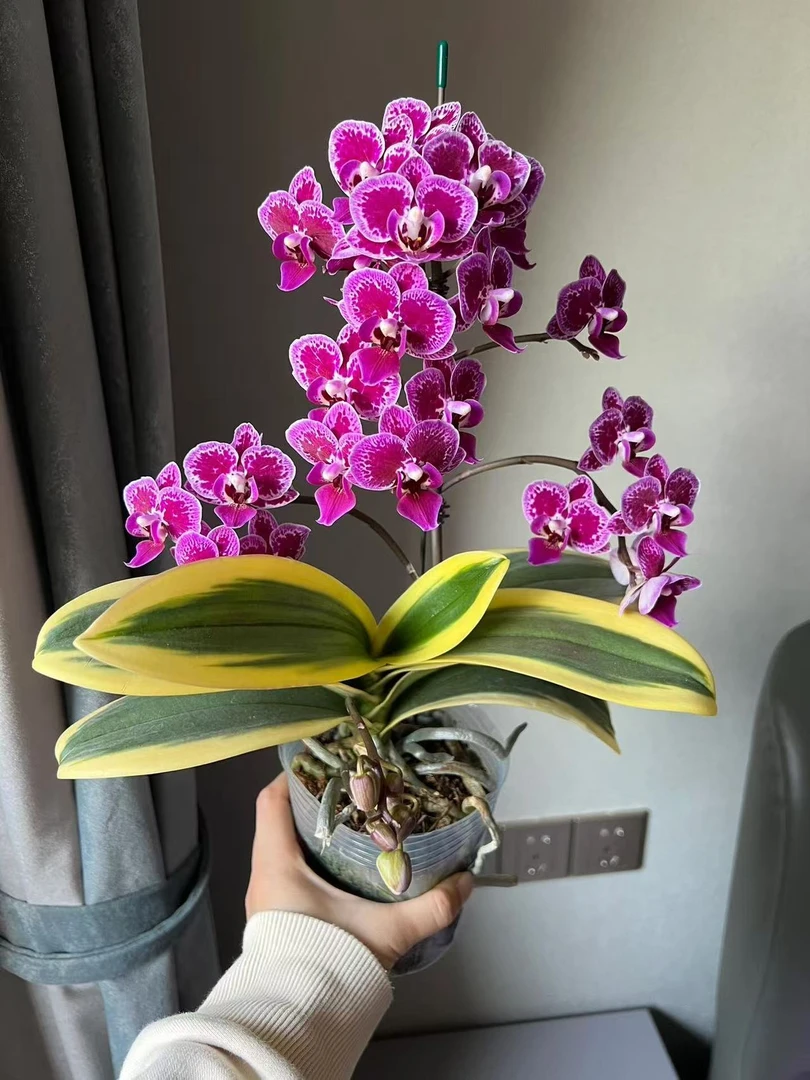 1个花剑金边蝴蝶兰金叶子蝴蝶兰 观花赏叶 花期久 梗苗不带花
