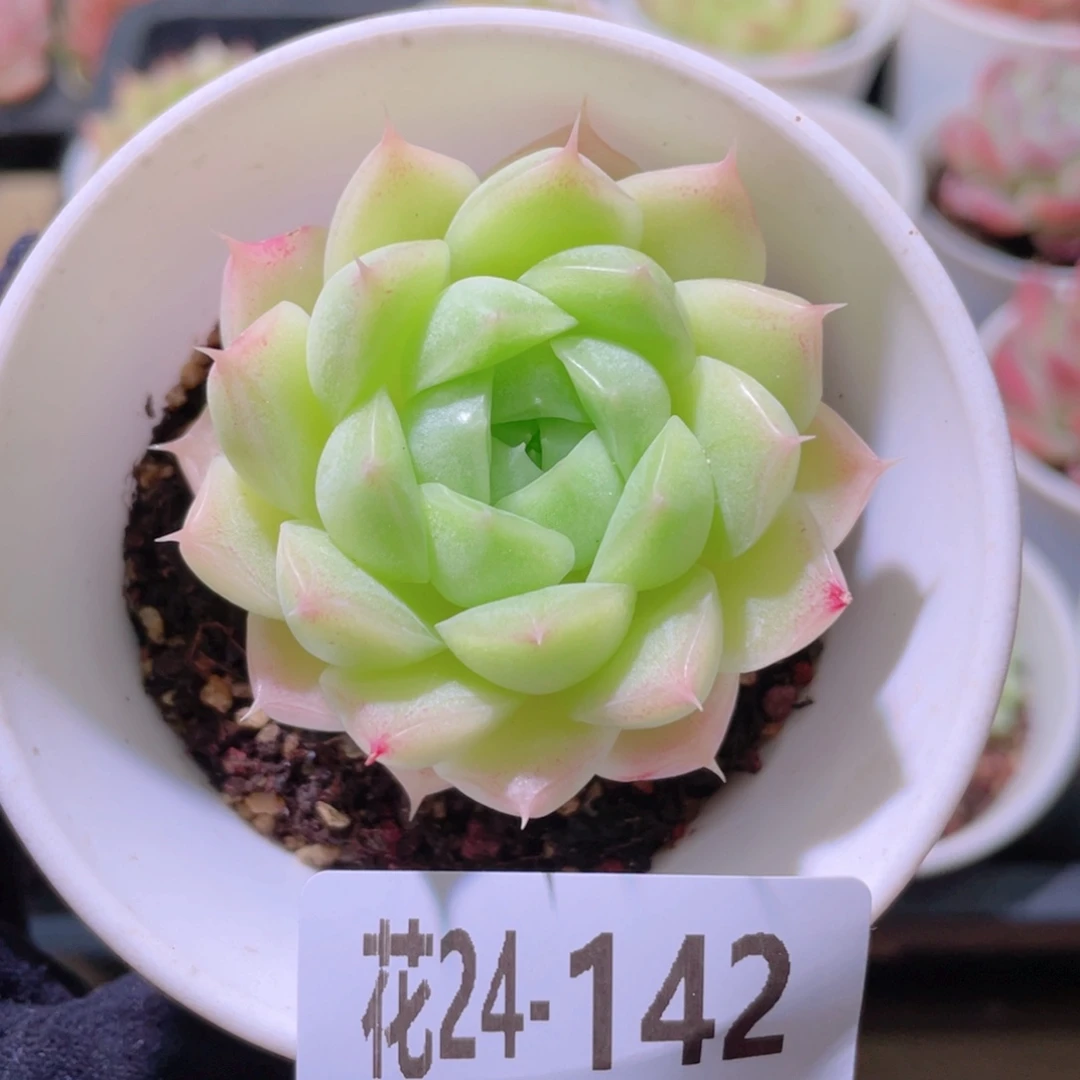 花利美24-142麦秆