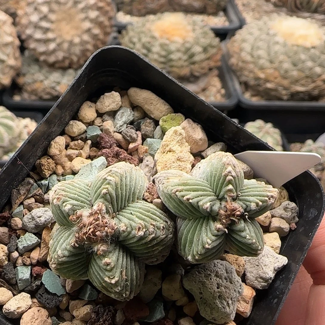 五星红龙 11111111111111111