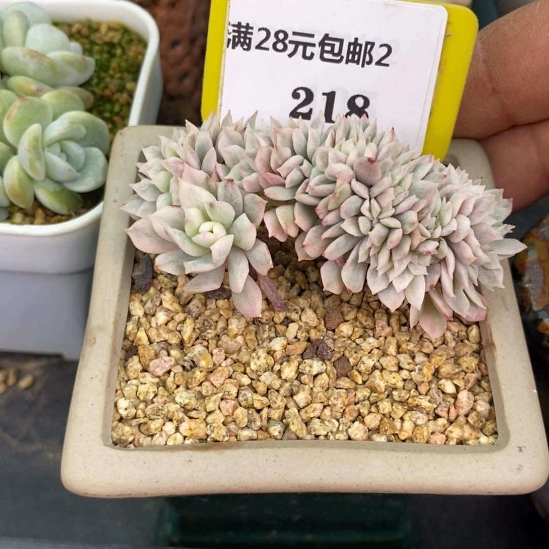 2218火焰富轮锦缀化