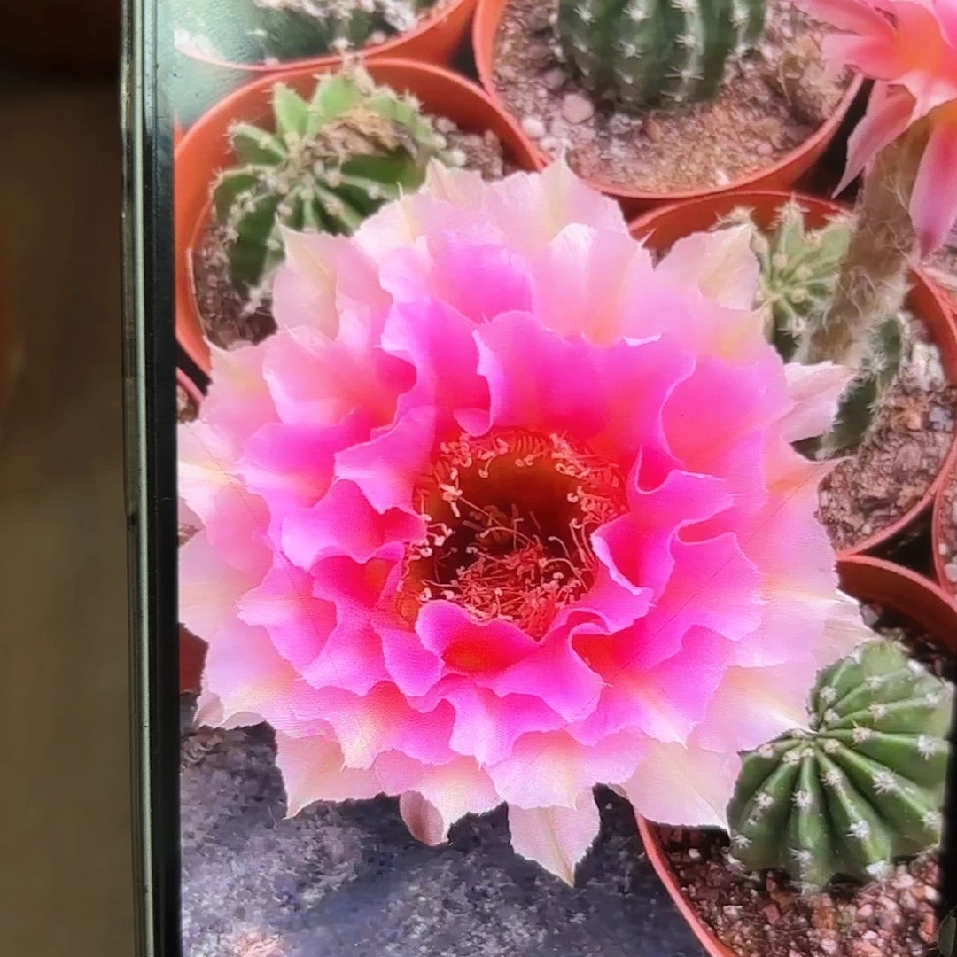 彩草200号7公分左右