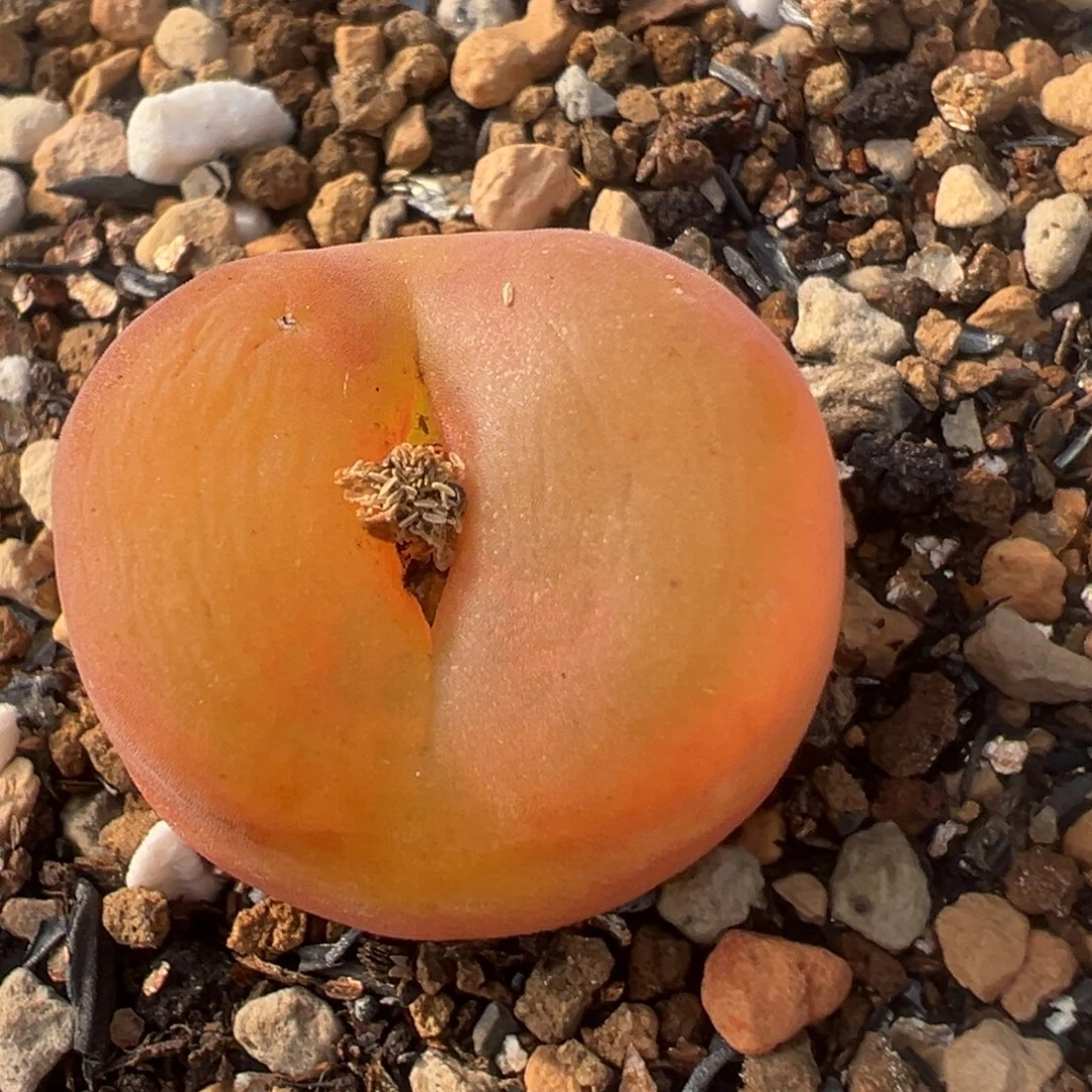 220多肉植物水蜜桃1430.5