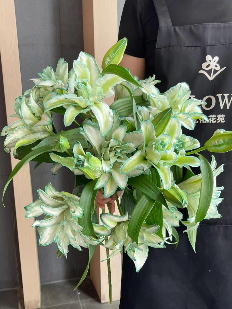 优选 吸色重瓣佛罗里达绿百合日常插花养护容易开放