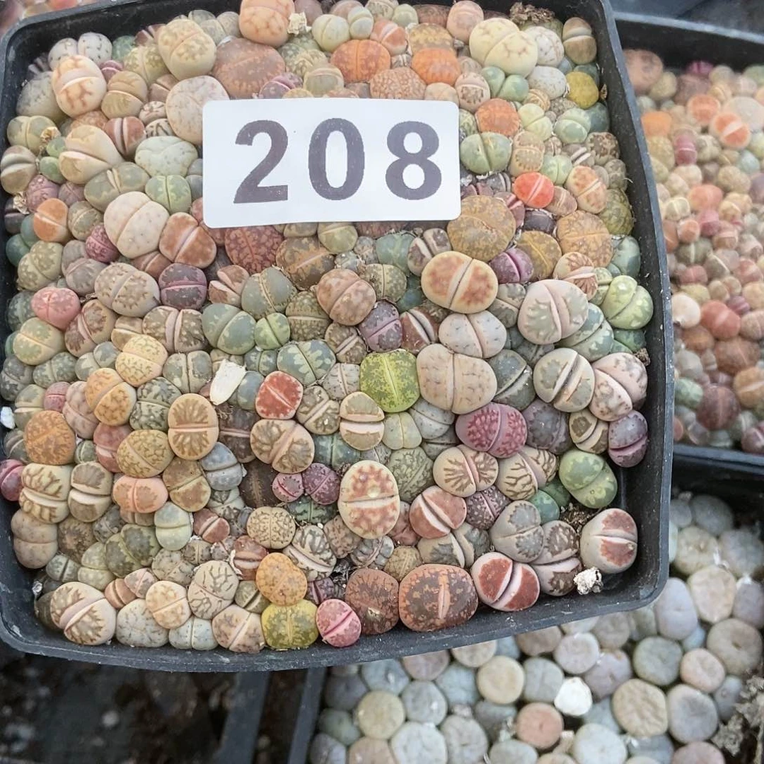 生石花一物一拍十公分盆208