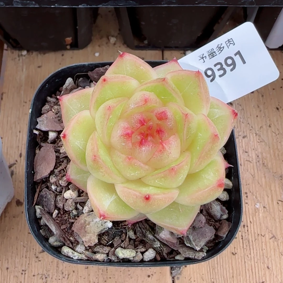 雀金，9391多肉植物