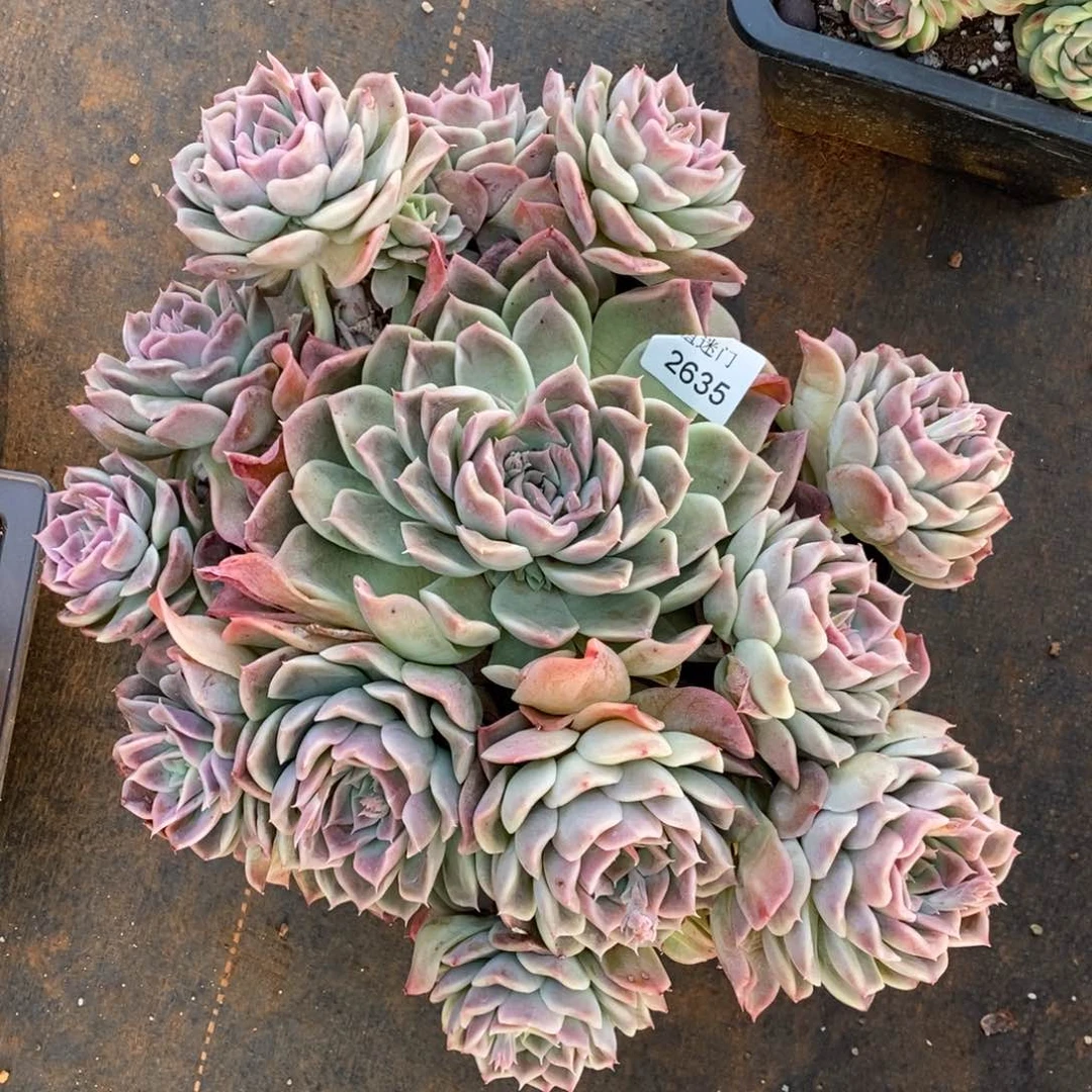 -****_杂交精品多肉2635