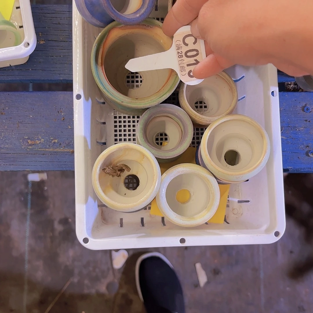 王**哈C013一筐盆一物一拍