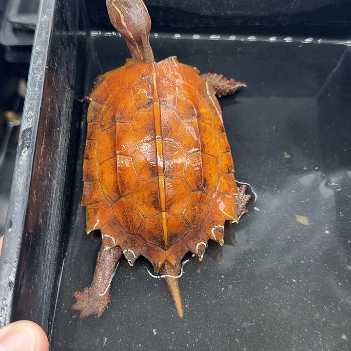 宠物龟不分公母枫叶