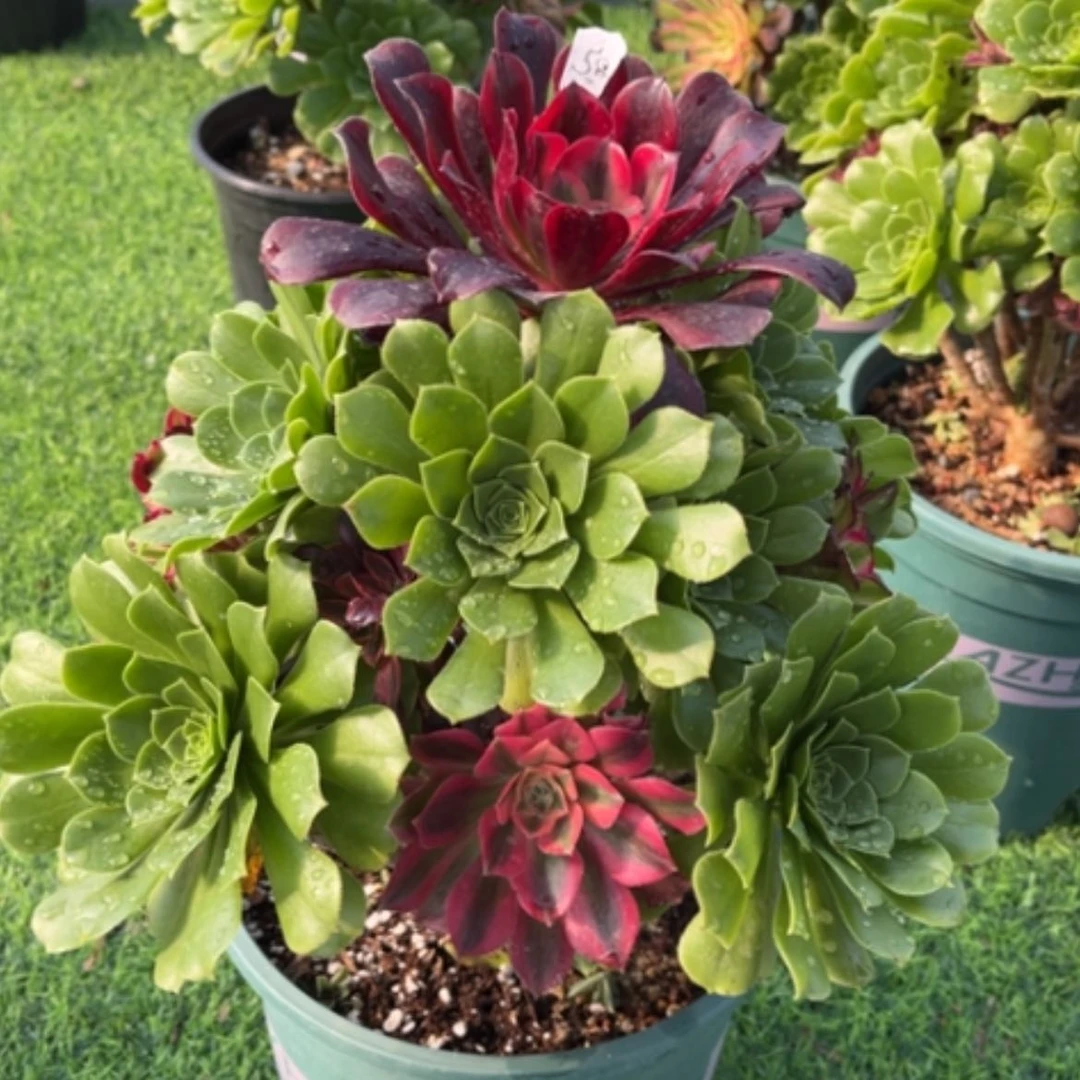 【闪购商品】58嫁接多肉法师