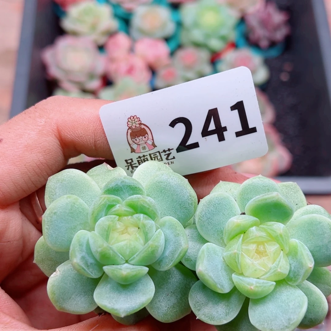 多肉植物多肉植物
