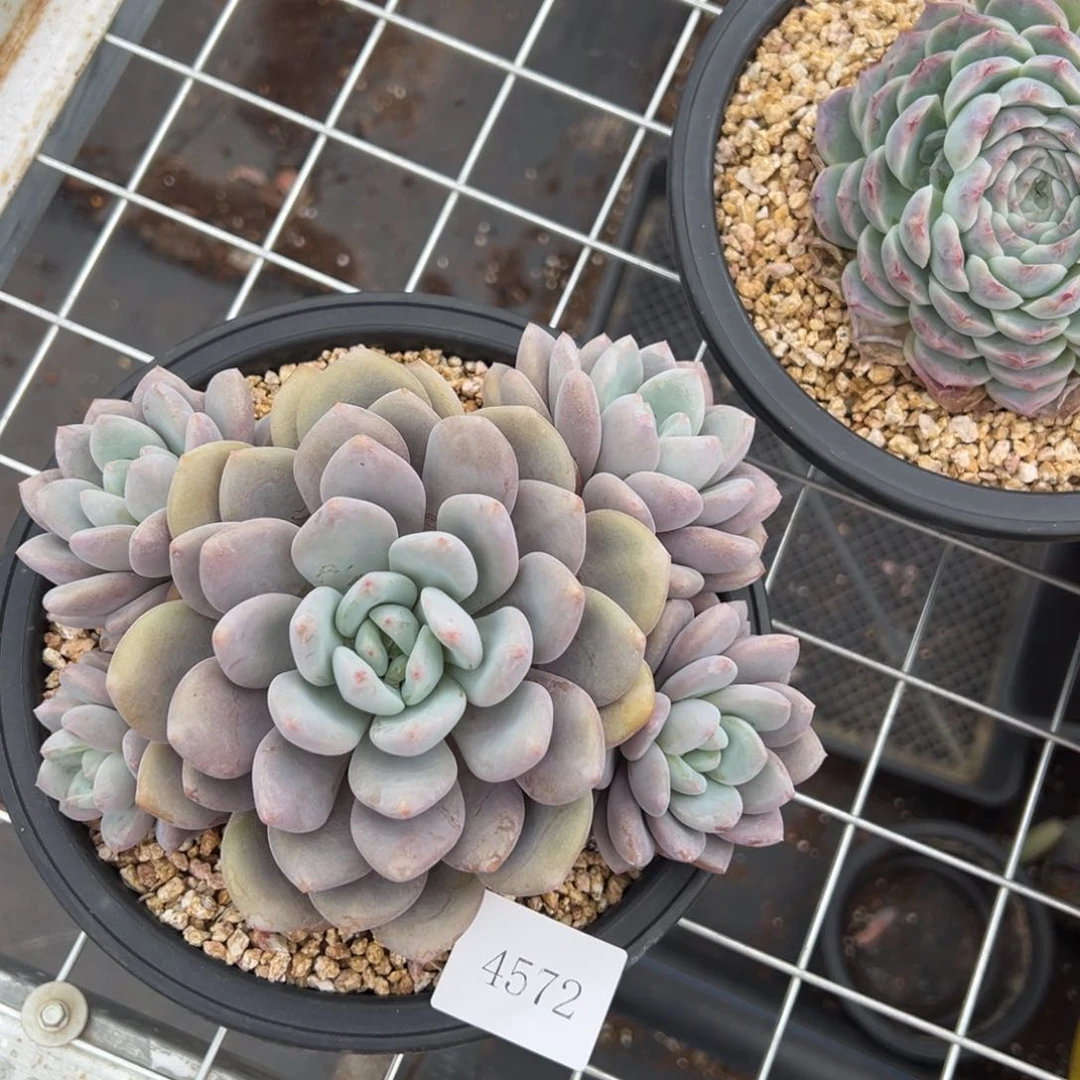 晨*m4572肉肉肉肉肉肉肉肉