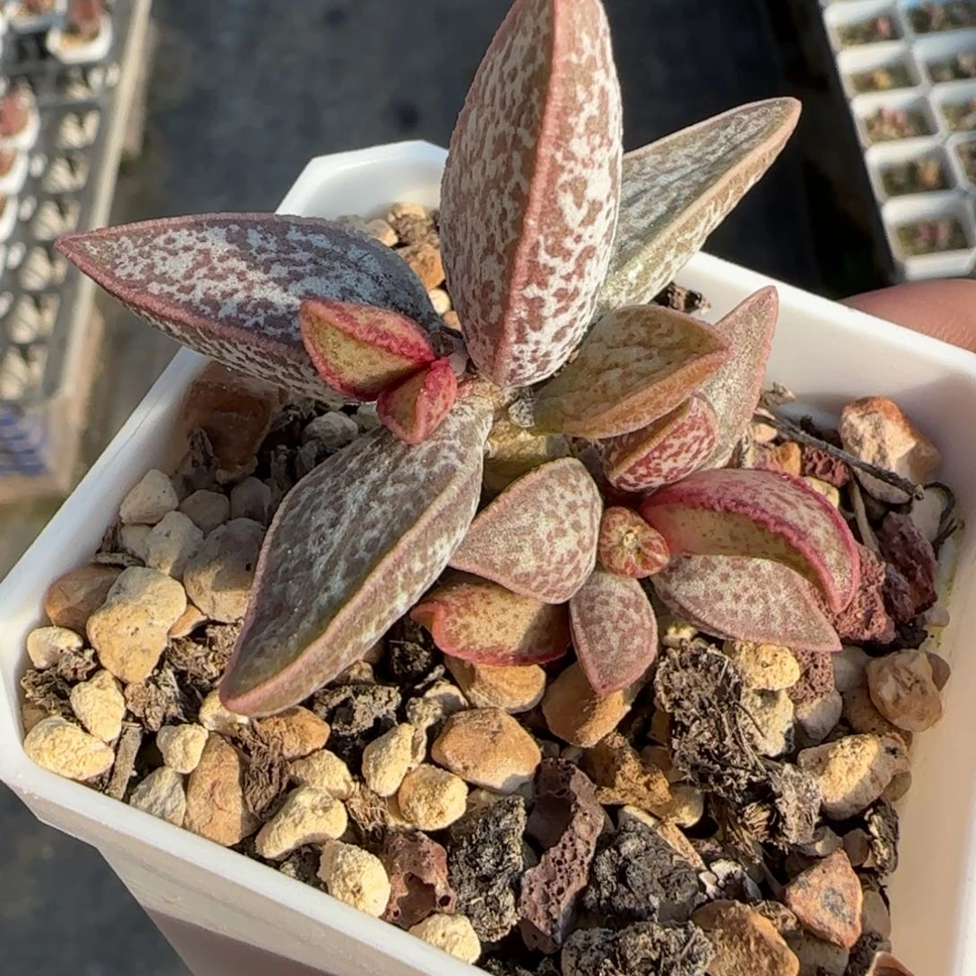 红太平老桩水泡多肉