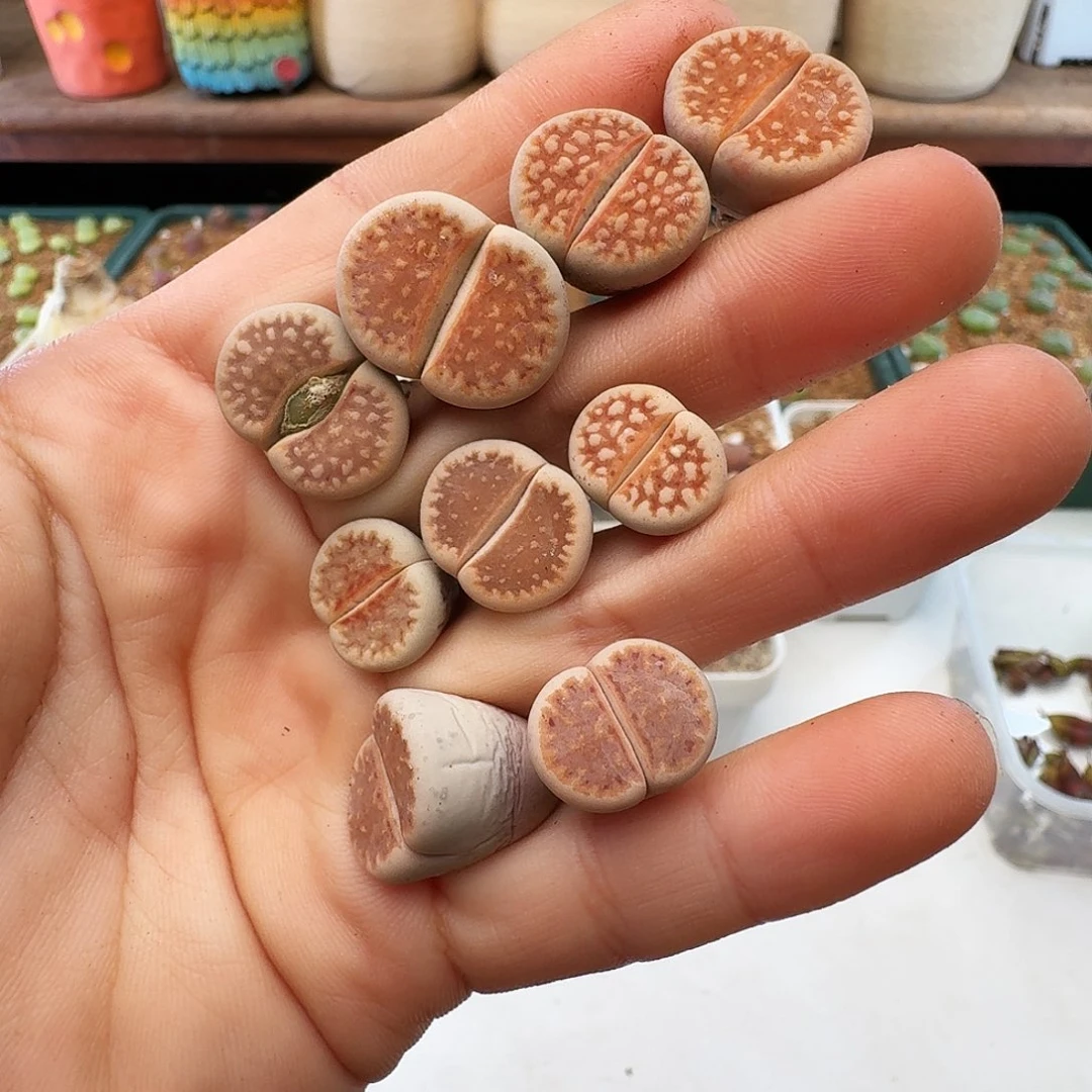 多肉植物福利风铃114