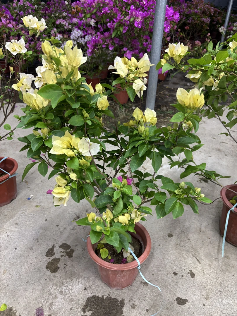 花华-苏瓦娜三角梅 奶油黄奶油白 勤花丰花庭院阳台盆栽爬藤易养