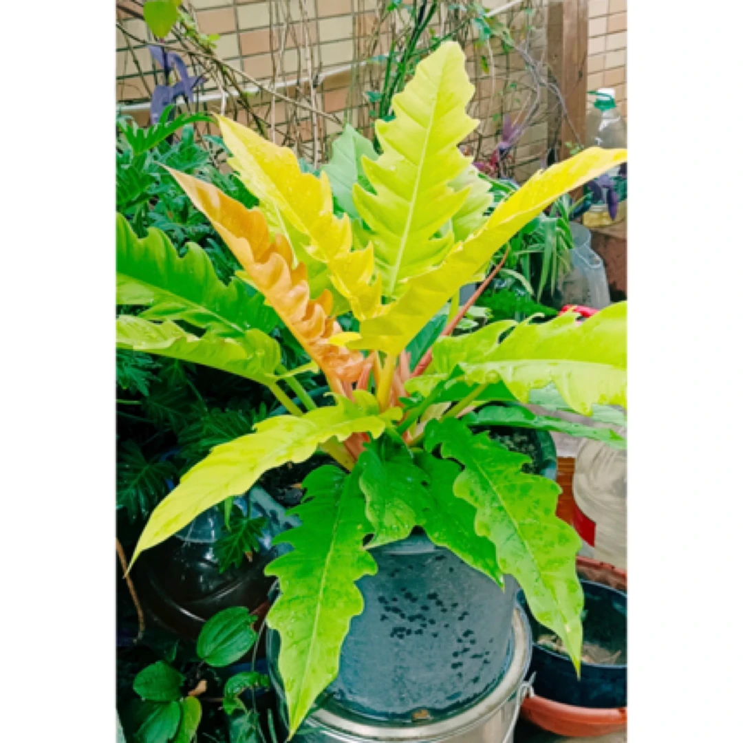 【黄金火之戒蔓绿绒】天南星科好看好养可水培天然锦耐荫植物热植