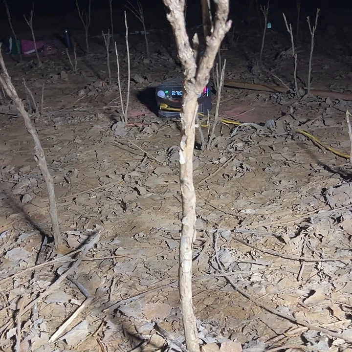 阳***林完全开放花王大颗