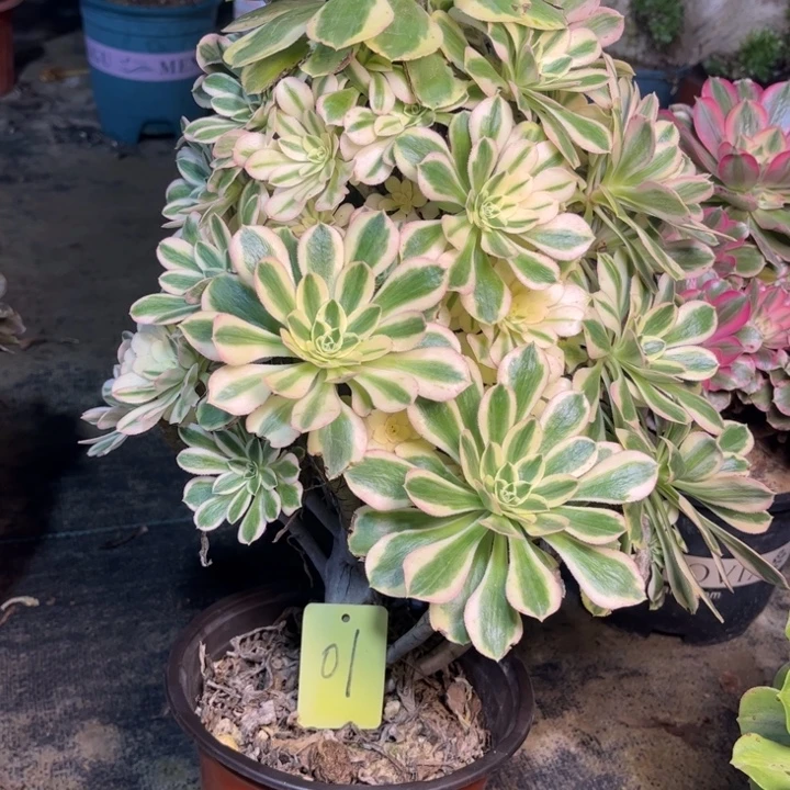 1保时捷多肉一物一拍