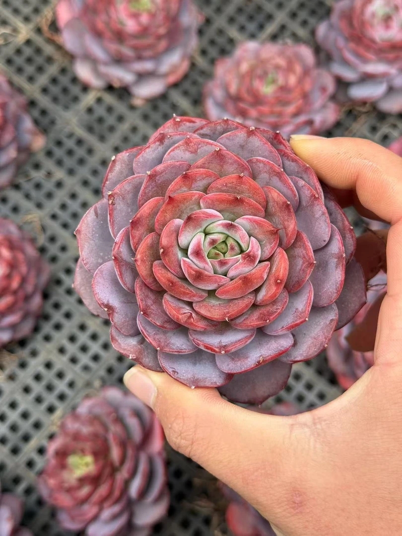 8#解语花宠粉版多肉植物 前男友精品多肉