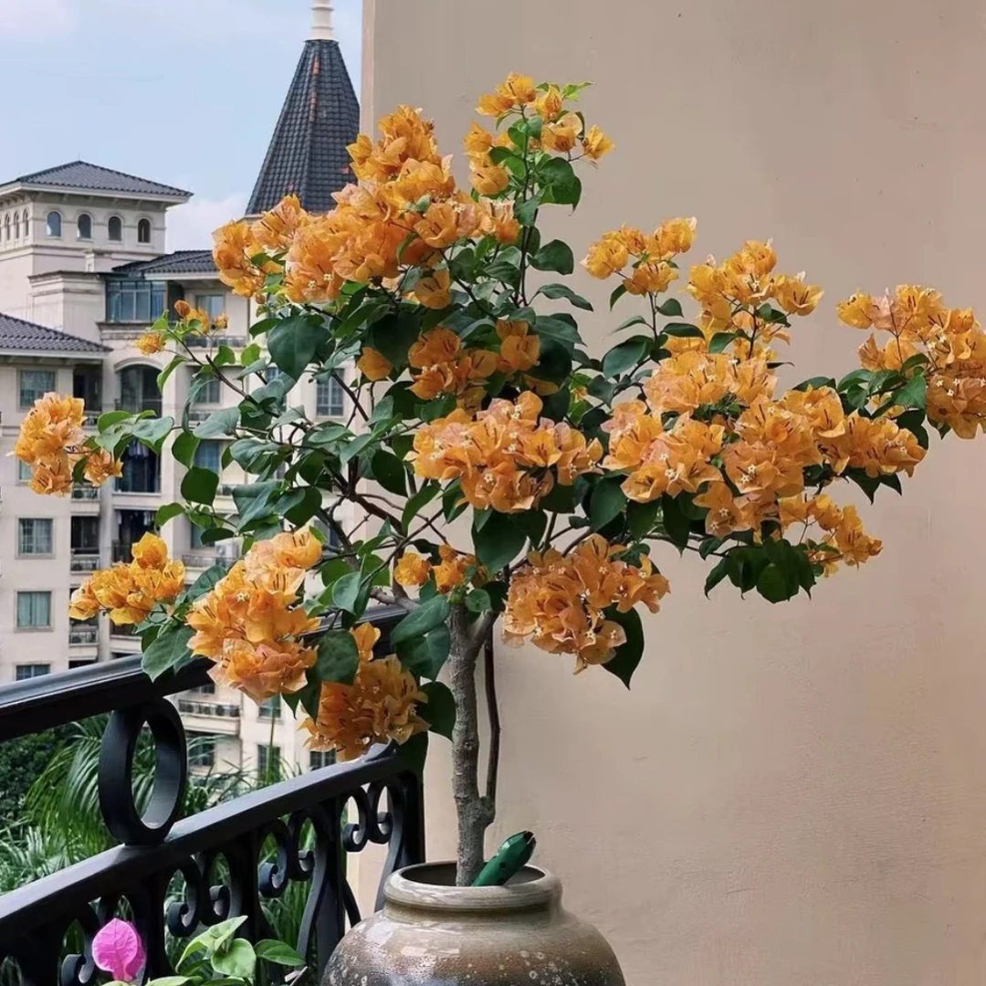 【加州黄金】三角梅盆栽（运输过程掉花掉叶属于正常现象 介意勿拍 ）