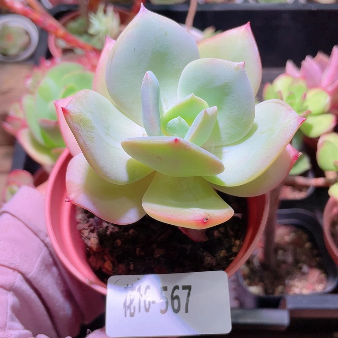 花利美16-567白凤