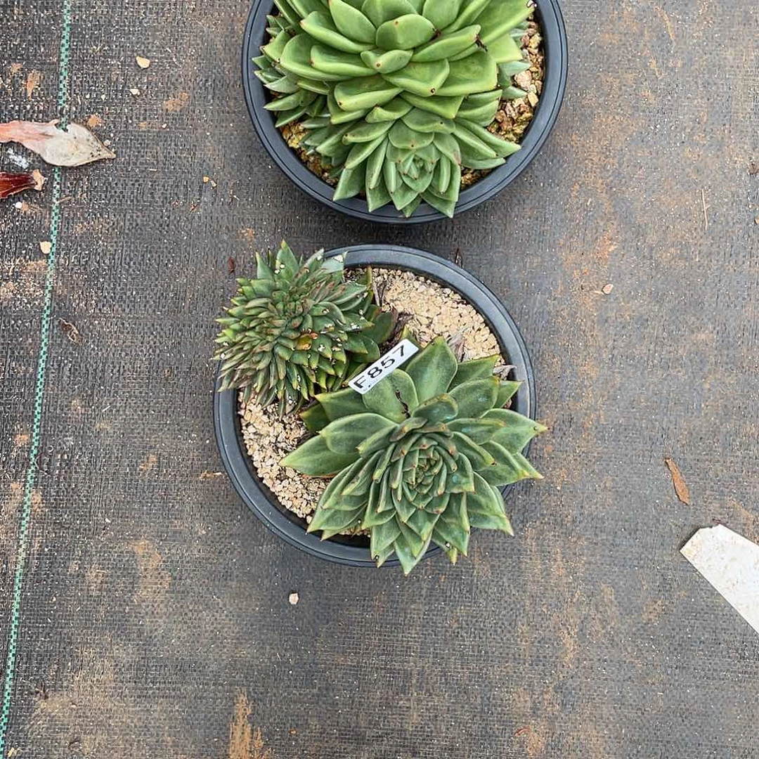 初***若如东云单拍F857