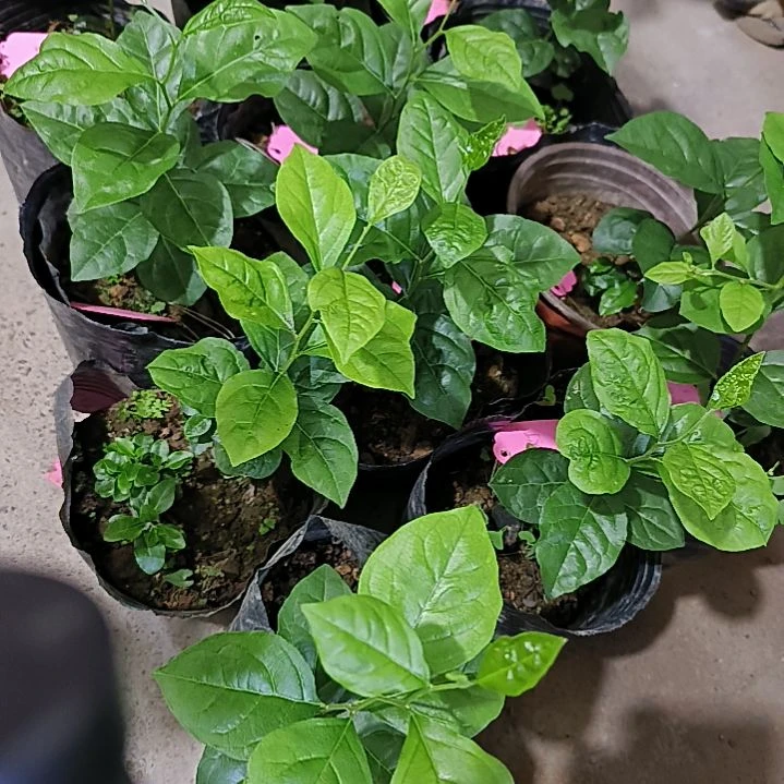 无花朵红灯小滴金弹子嫁接