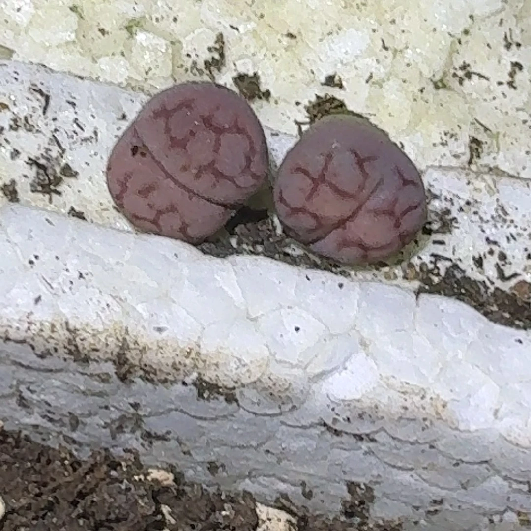 ?****萍126多肉哈哈哈哈哈哈哈哈