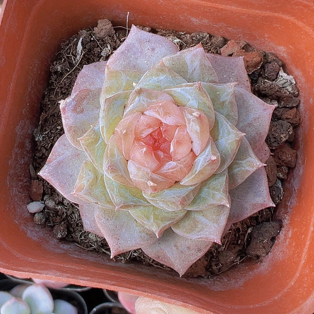 966糖心19包邮多肉植物