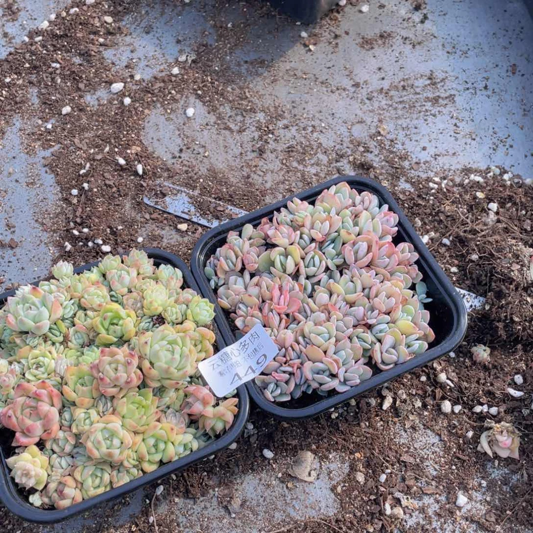 云糖心多肉植物449