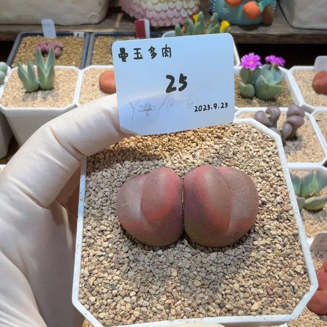 一***晴多肉多肉多肉9.25-025 Y240