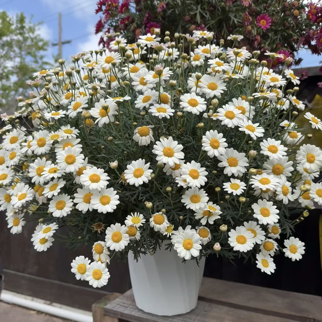 格丽黛丝玛格丽特盆栽多年生易爆花发货快新手易养护