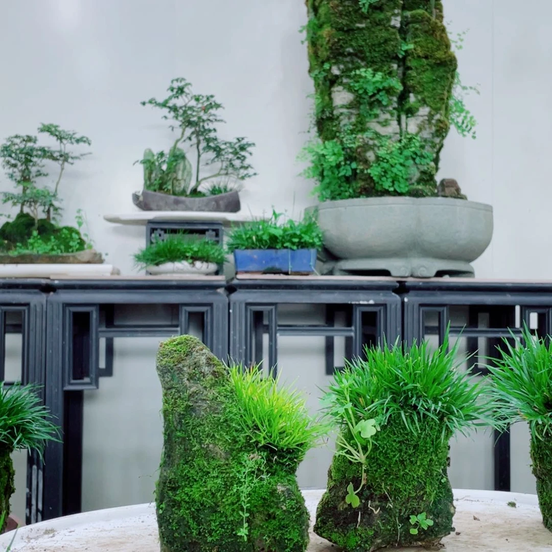 无铅玻璃凭**风铁线蕨铁线蕨铁线蕨