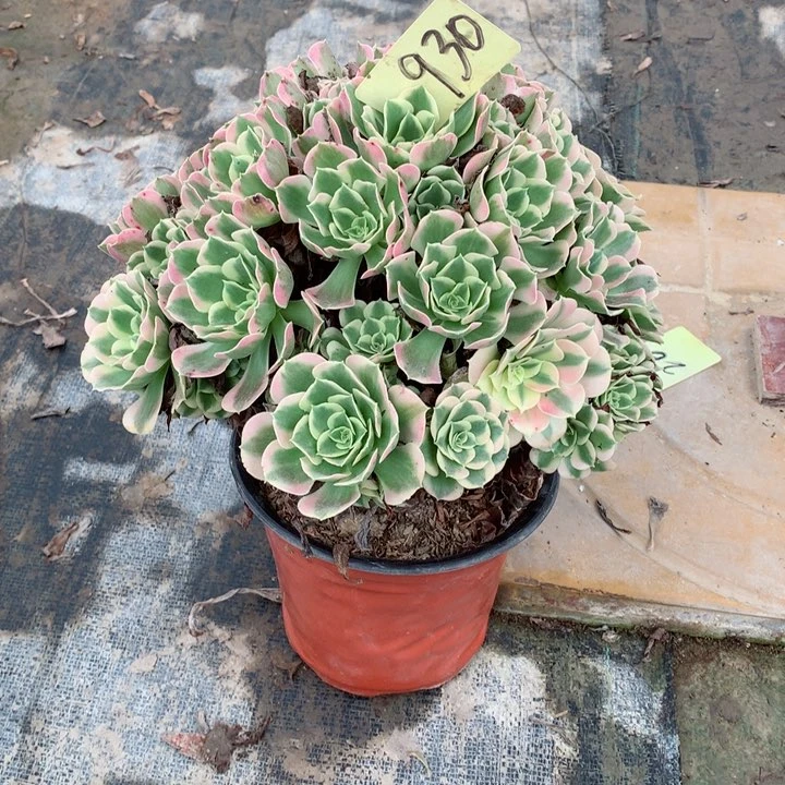 霜*930白凤多肉一物一拍～