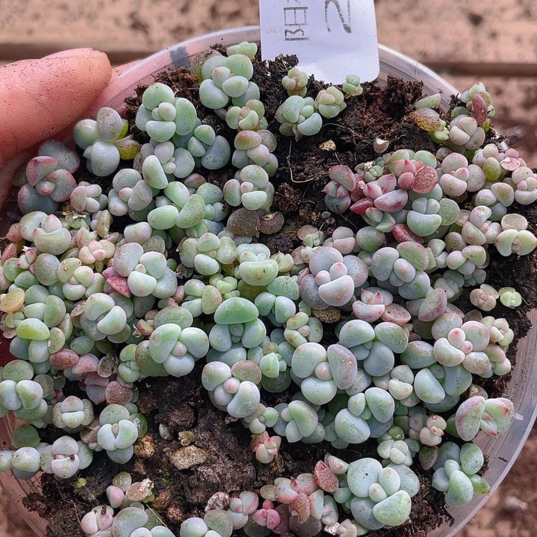 多肉植物多肉植物285