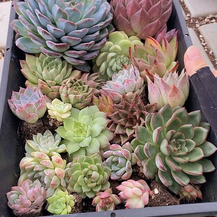 84 多肉植物盆栽花卉