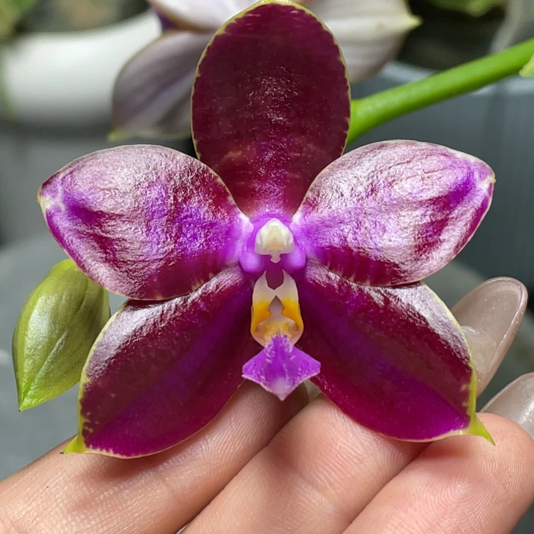 大部分开放少量花苞