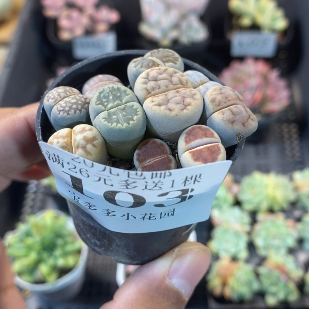 生石花拼盘一物一拍满18包邮 满26送一颗多肉