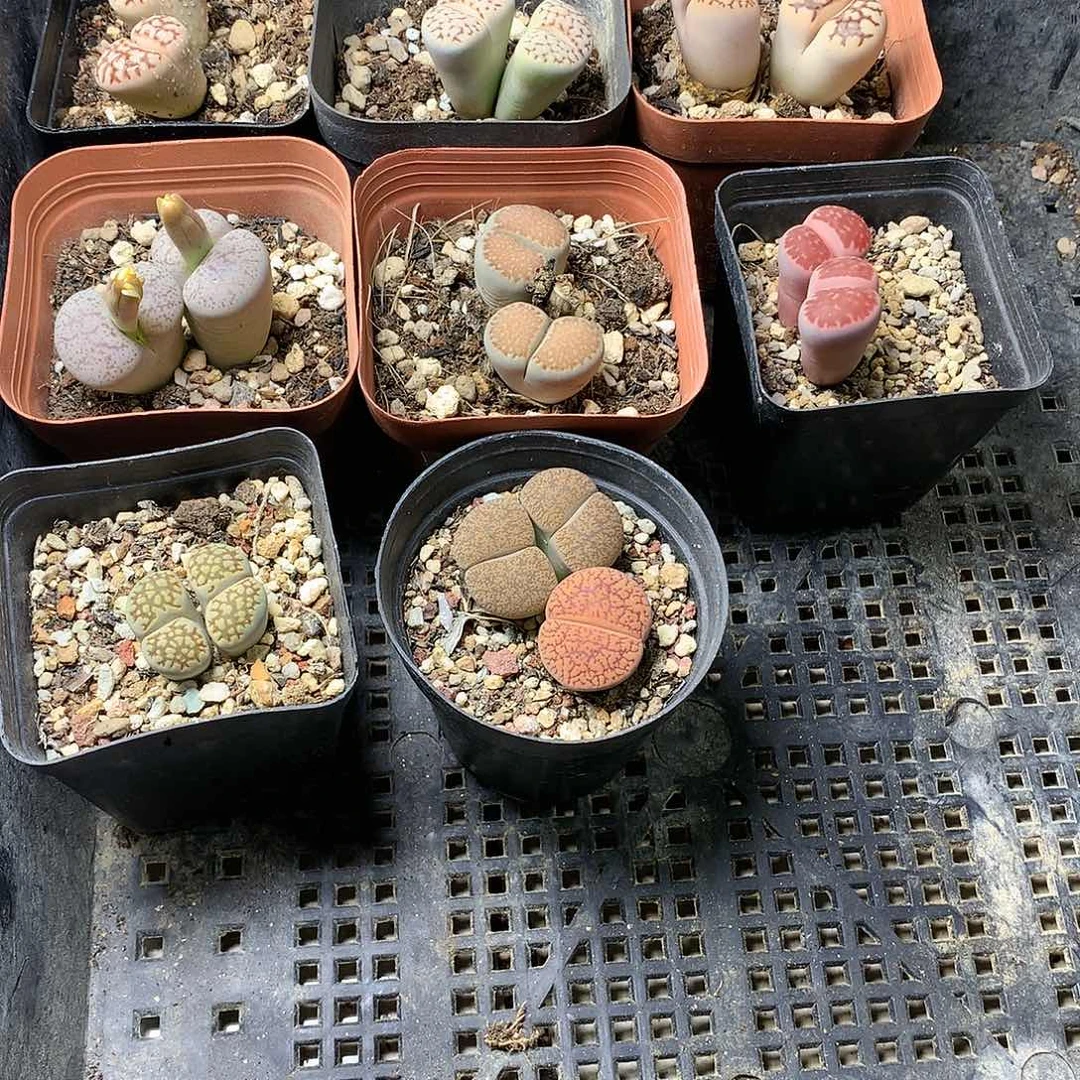 不*生K296多肉植物保护研究所