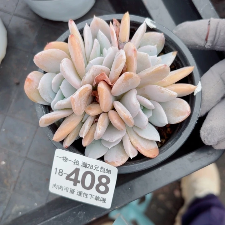 雪特多肉无盆土发货多肉多