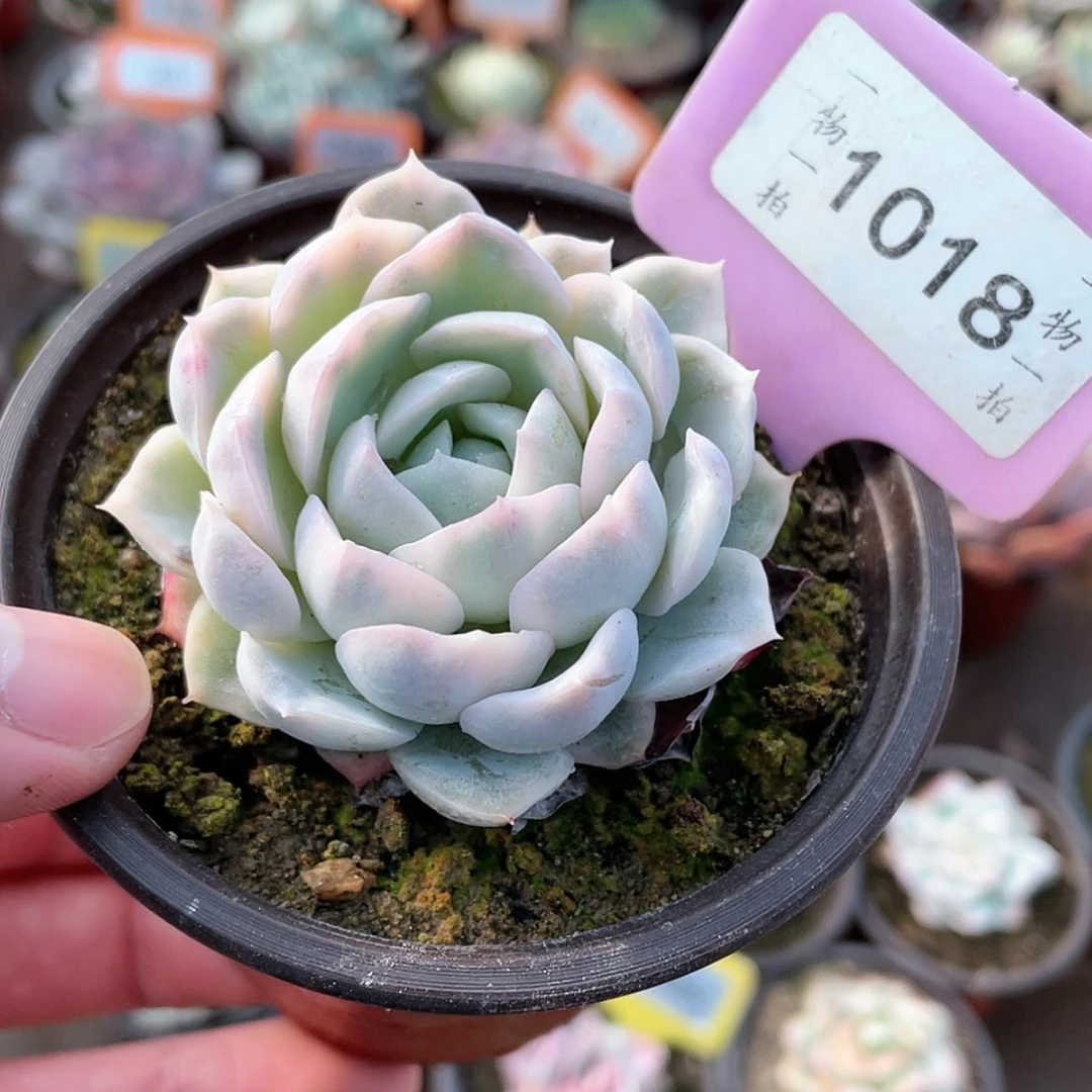 【闪购商品】1018号